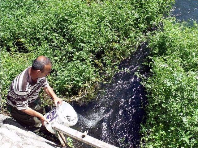 6 Bin Balık Yavrusu Göle Bırakıldı