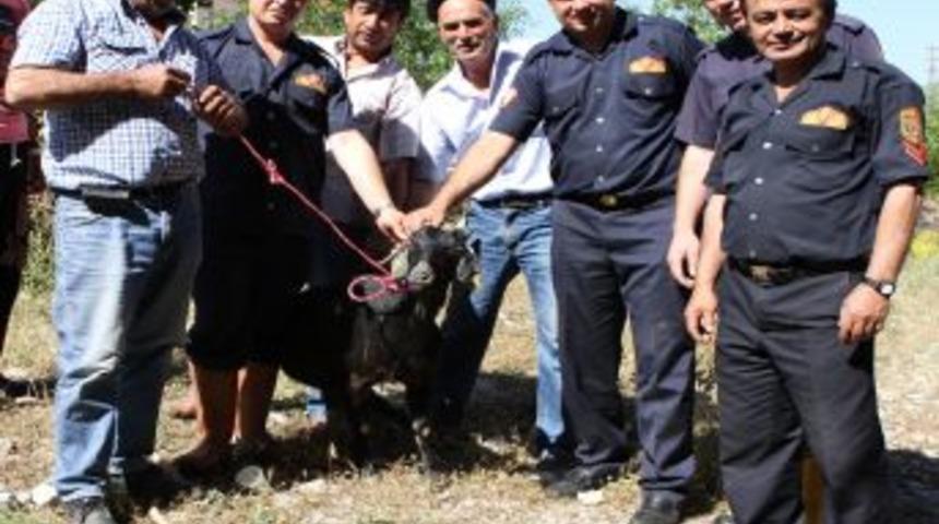 Muğla İtfaiyesi'nden Ke&ccedil;i Kurtarma Operasyonu