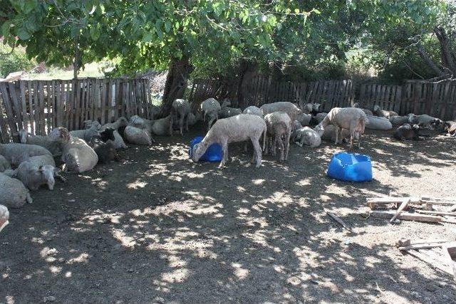 Mali Müşavirin Koyunlarını Çaldılar