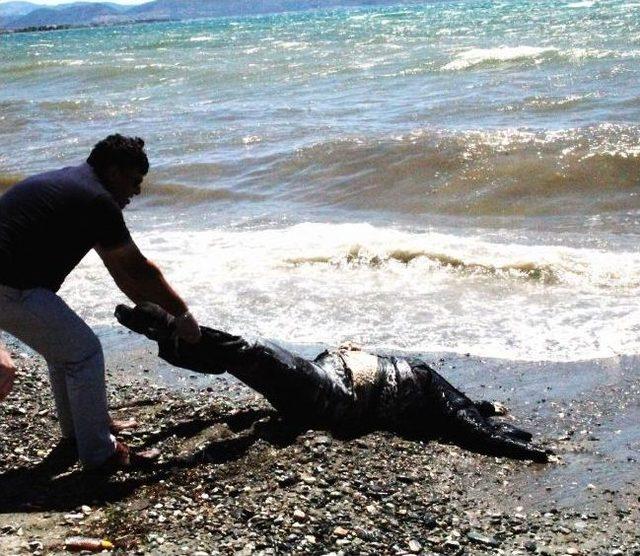 Zeytinli Sahilinde Ceset Bulundu 1