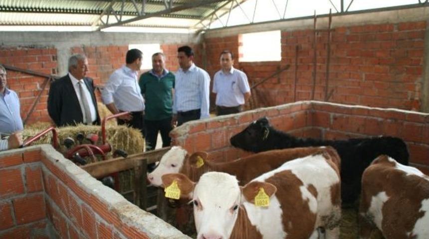 Devrek Protokol&uuml;, İl&ccedil;enin En B&uuml;y&uuml;k Hayvan &Ccedil;iftliğini Gezdi