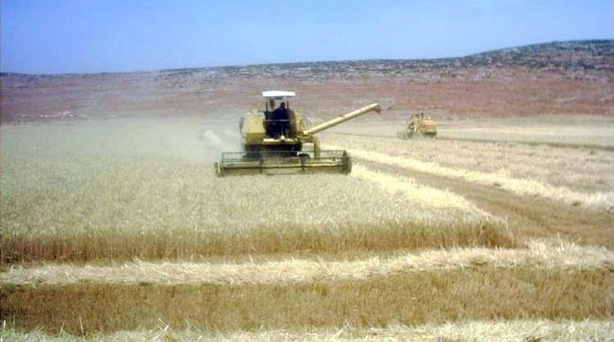 Amik Ovası'nda Buğday Hasadı Başladı