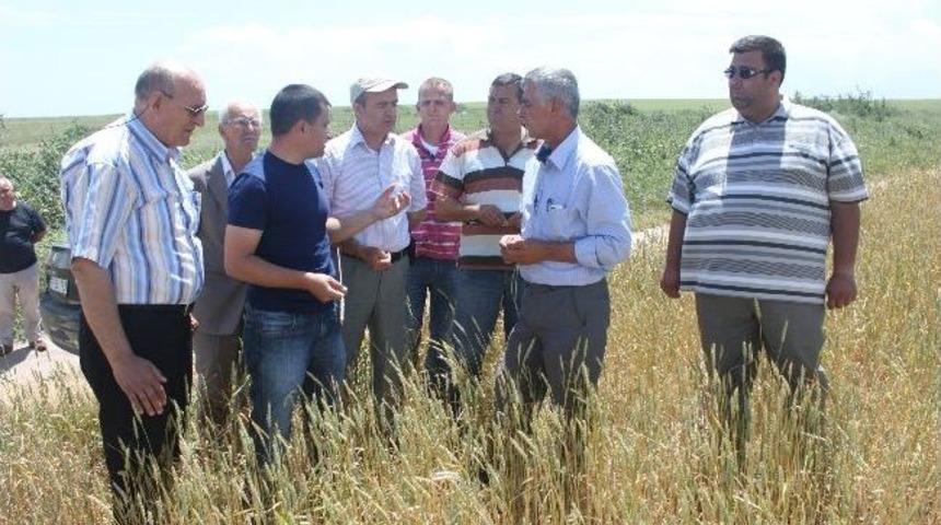 Buğday Tarlaları Bambul B&ouml;ceği Tehlikesi Altında