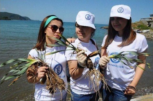 Bü Öğrencileri Kum Zambaklarına Sahip Çıktı