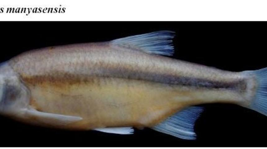 T&uuml;rkiye'de 3 Yeni T&uuml;r Balık Keşfedildi