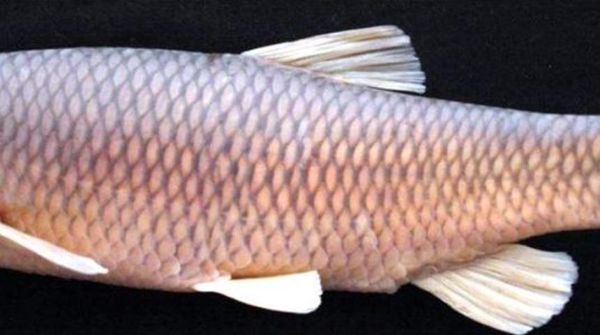 RTE&Uuml;&rsquo;de 3 Yeni Balık T&uuml;r&uuml; Keşfedildi