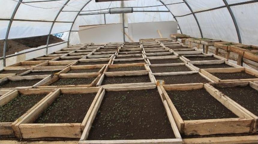 Van Belediyesi&rsquo;nden &Ccedil;i&ccedil;ek Ekimi