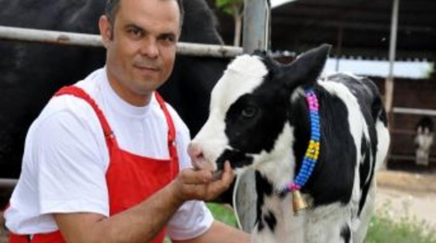 Hayvancılık Desteklemeleri 2013 Yılında Da Devam Edecek