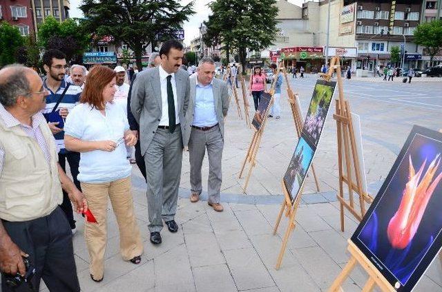 Lale Sergisi Açıldı, Yarışmada Dereyece Girenler Ödüllendirildi