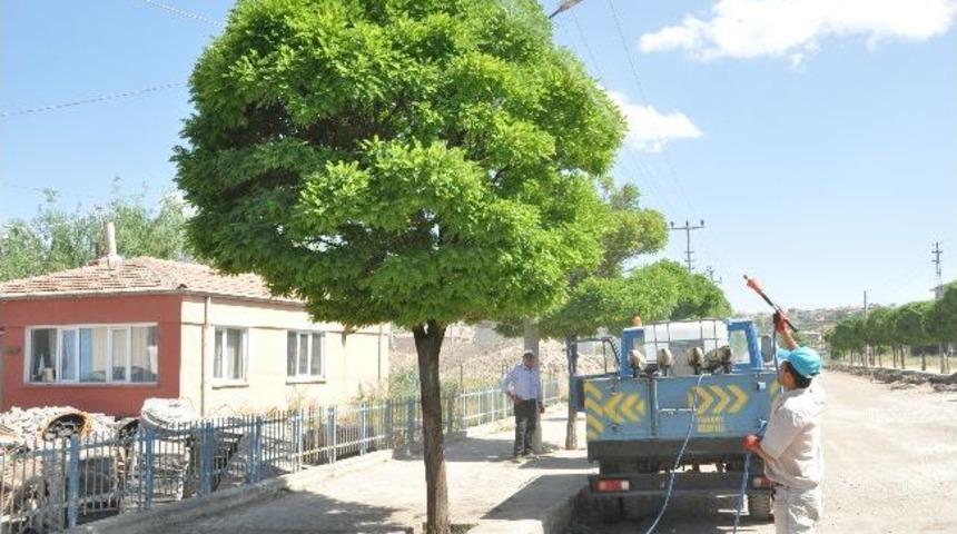 Yerk&ouml;y Belediyesi Ağa&ccedil;ları İla&ccedil;ladı