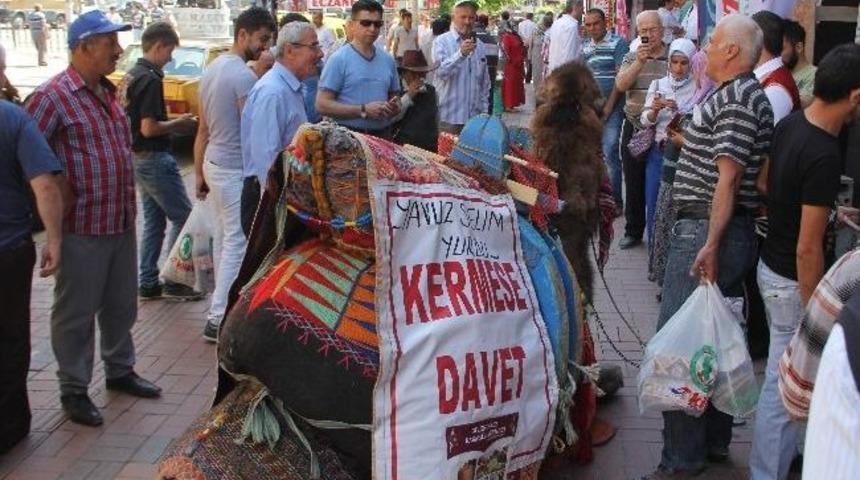 Kermeste Kesilecek Deveye B&uuml;y&uuml;k İlgi