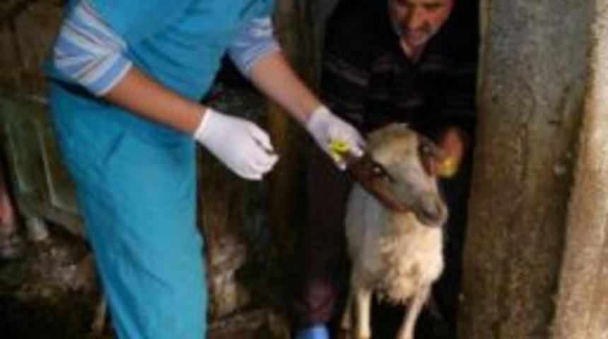 Kocak&ouml;y&rsquo;de Hayvan Aşılamaları Yapıldı
