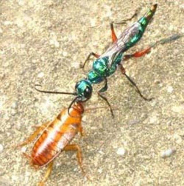 D&uuml;nyanın en korkun&ccedil; parazitleri! 15