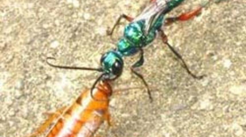 D&uuml;nyanın en korkun&ccedil; parazitleri!