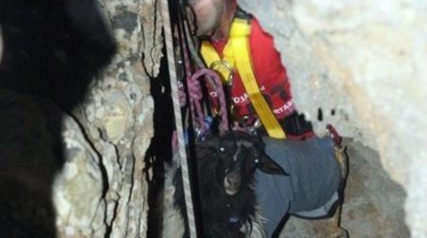 Altı Aylık Yavru Ke&ccedil;i Kaya &Ccedil;atlağına D&uuml;şt&uuml;