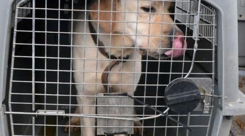 Evrak Eksikliği K&ouml;pekleri Telef Etti