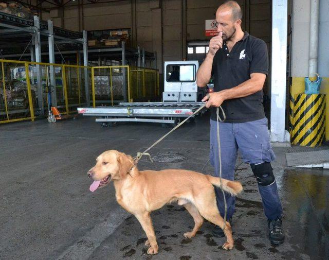 Evrak Eksikliği Köpekleri Telef Etti