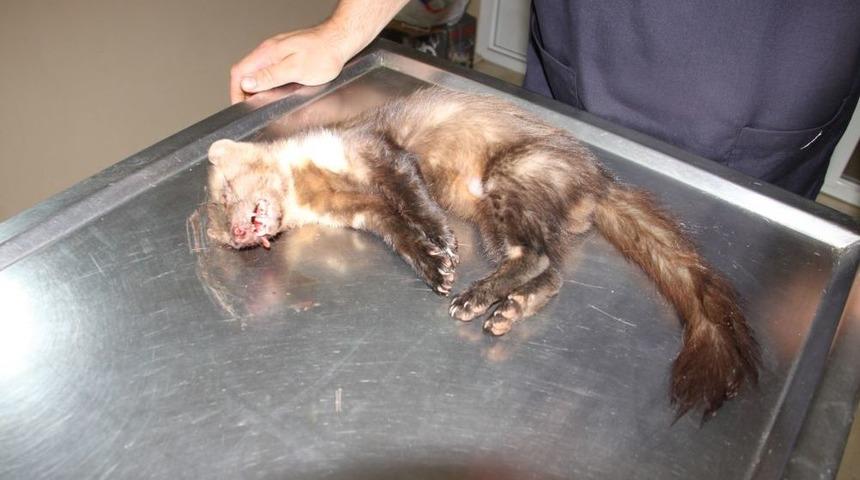 Yaralı Sansar, Tedavisi Için Bursa'ya Gönderilecek