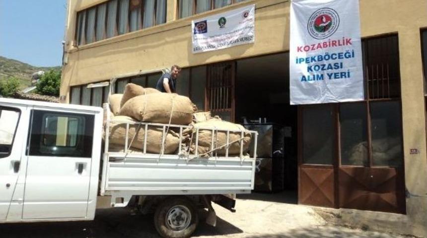 Ödemiş’te İpekböceği Koza Alımları Başladı