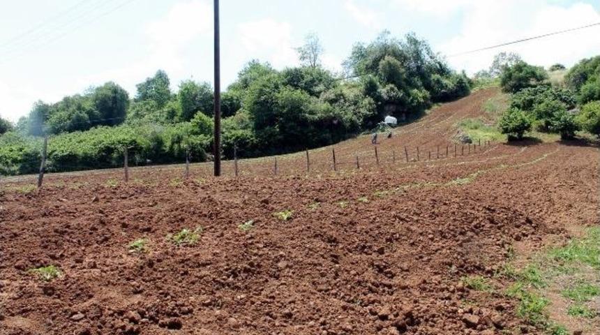 Trabzon&rsquo;da Karpuz Fideleri Toprakla Buluşmaya Başladı