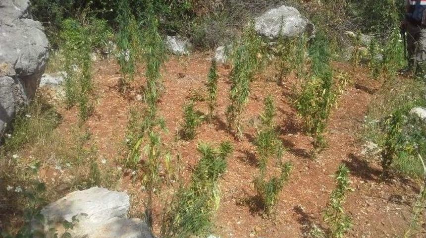 Ortaca&rsquo;da 400 K&ouml;k Kenevir Ele Ge&ccedil;irildi