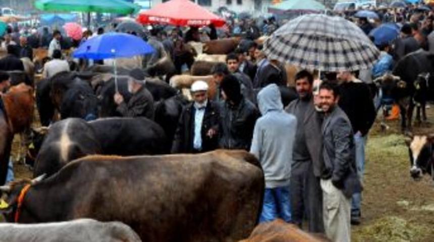 Erzurum'da Şap Hastalğına Bağlı Hayvan &Ouml;l&uuml;mleri Devam Ediyor
