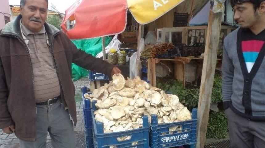 Mantar Fiyatları Kırmızı Eti Ge&ccedil;ti