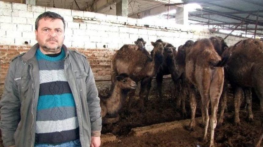 Deve G&uuml;reşleri Kadar Daylak Pazarları Da İlgi G&ouml;r&uuml;yor