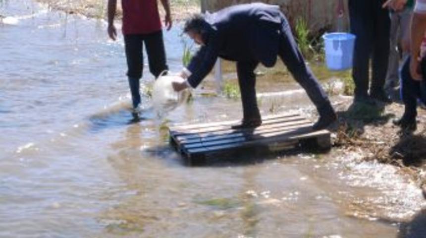 Eğirdir G&ouml;l&uuml;&rsquo;ne 500 Bin Sazan Yavrusu Salındı