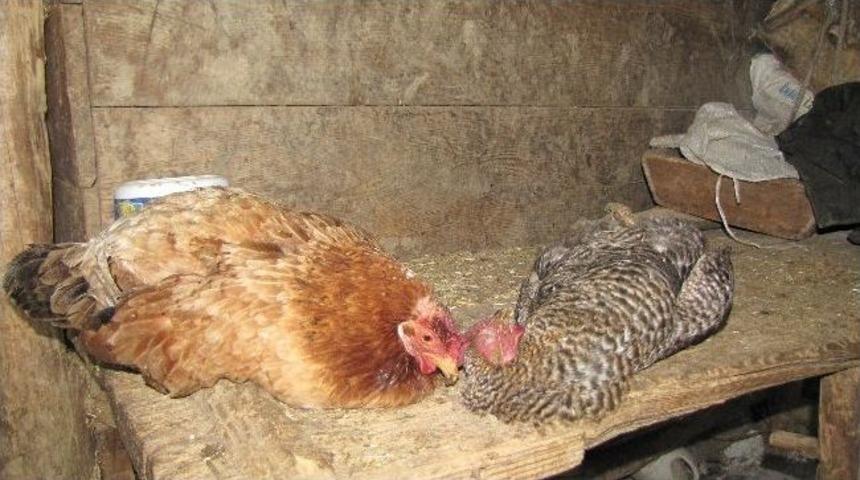 İskilip’teki Tavuk Ölümleri Korkutuyor