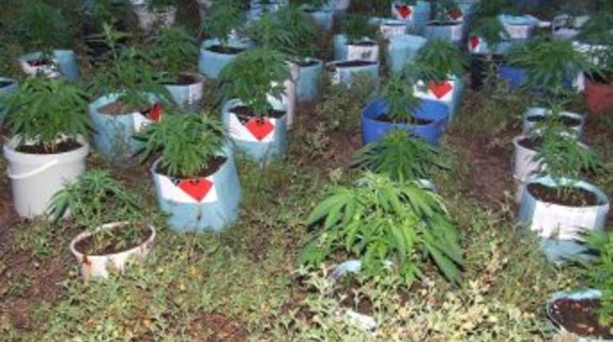 &Ccedil;anakkale'de Kovalara Dikilmiş Hint Keneviri Ele Ge&ccedil;irildi