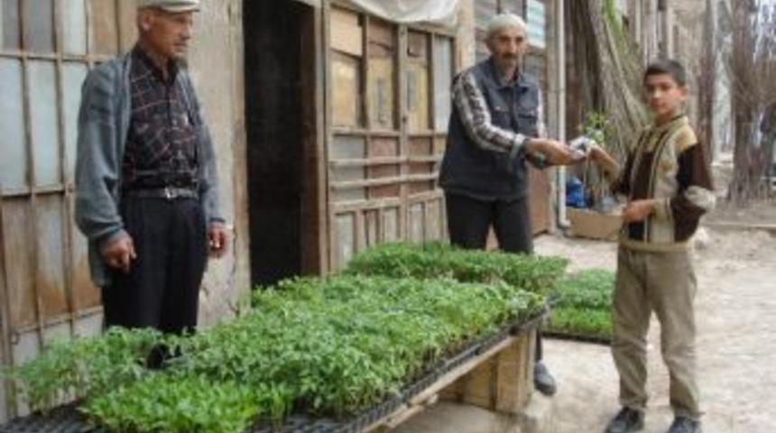 K&uuml;tahya'da Sebze Fidesi Alıcı Bekliyor