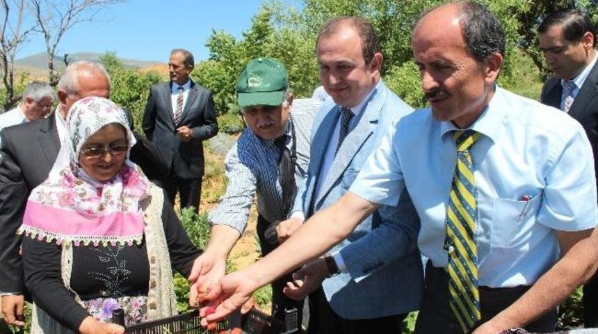 Konya&rsquo;da Organik Tarım Yaygınlaşıyor
