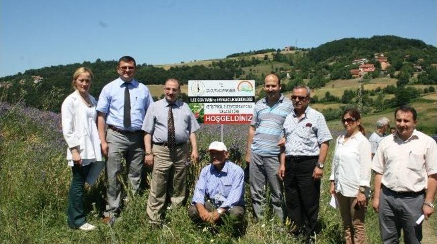 Fiğ Yetiştiriciliğinde 'tarla G&uuml;n&uuml;' Yapıldı
