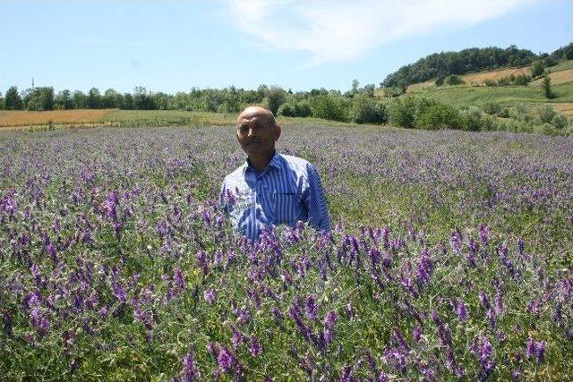 Fiğ Yetiştiriciliğinde 'tarla Günü' Yapıldı