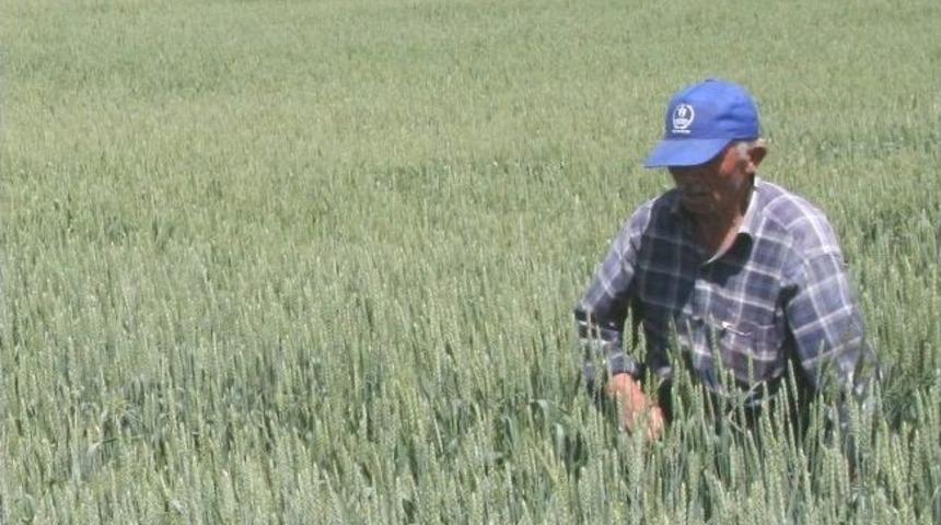 &Ccedil;ift&ccedil;iler Tohumluk Buğday İ&ccedil;in Ekili Alanlarda Tek Tek &Ccedil;avdar Temizliyor