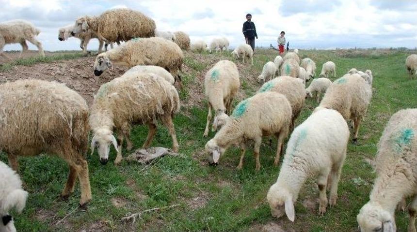 Ka&ccedil;ak Et Ve Hayvan Girişi Yerli &Uuml;reticiyi Sıkıntıya Soktu