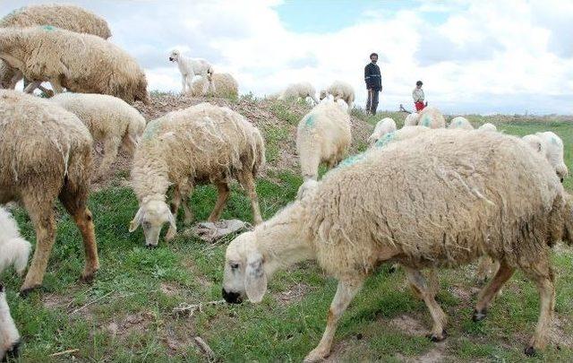 Kaçak Et Ve Hayvan Girişi Yerli Üreticiyi Sıkıntıya Soktu