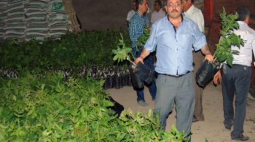 Elbistan'da 8 Bin Ceviz Fidanı Dağıtılacak