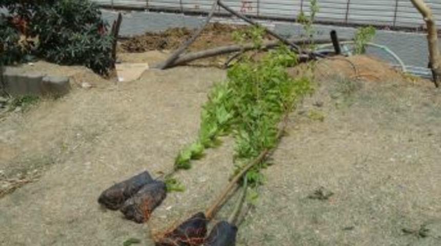 Gezi Parkı&rsquo;ndaki Fidan Diktiler