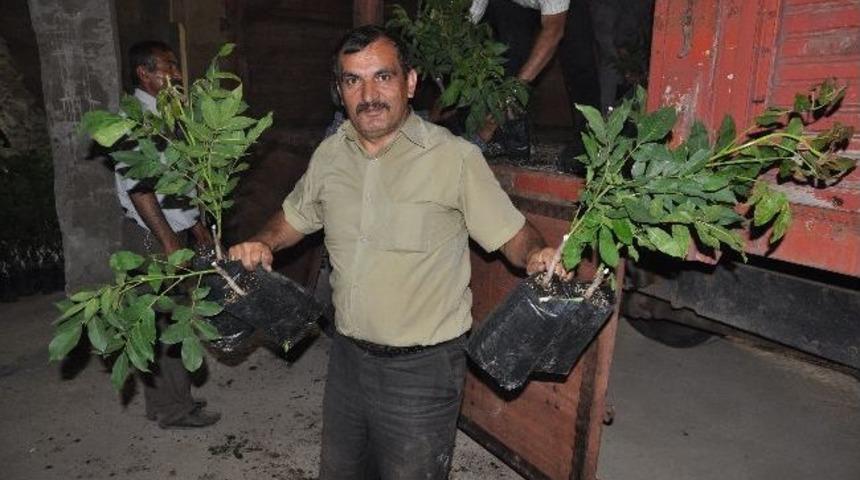 &Ccedil;ift&ccedil;iye 8 Bin Ceviz Fidanı