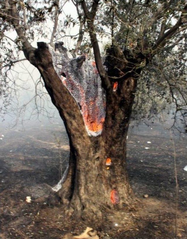 Edremit'te Çöplük Yangını Zeytinliklere Sıçradı