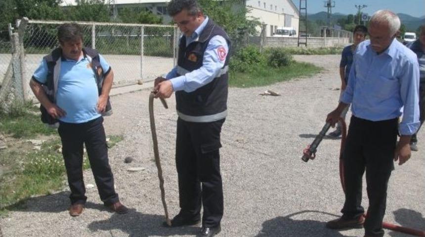 Otomobilden Yılan &Ccedil;ıkartma Operasyonu