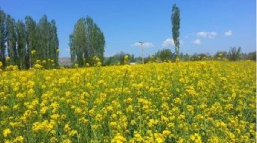 Şuhut&rsquo;ta &Ccedil;ift&ccedil;ilere Ot Tipi Yem Şalgamı Tanıtıldı