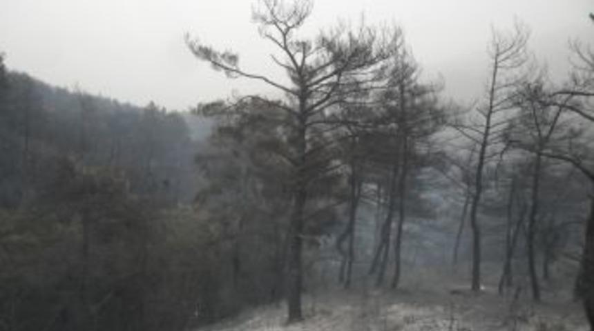 Manisa'daki Orman Yangını Kontrol Altına Alındı