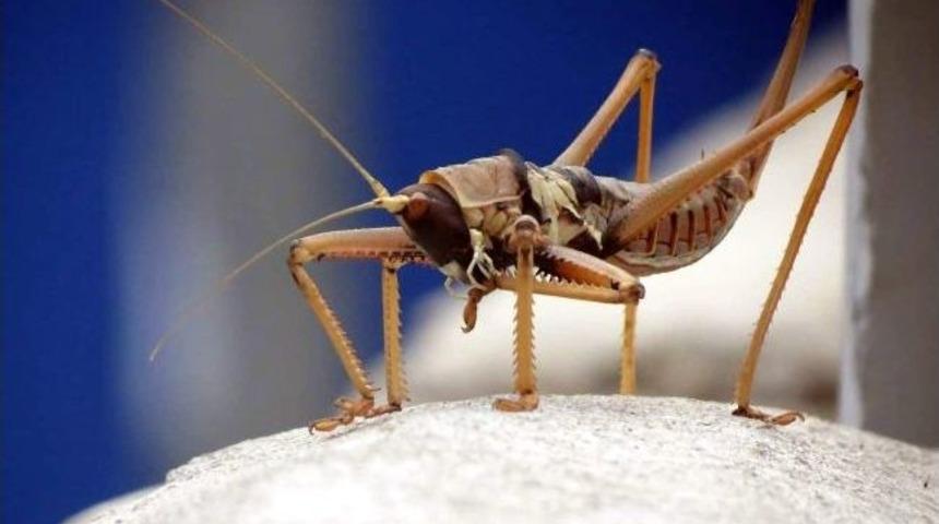 Dev &Ccedil;ekirge İ&ccedil;in Son S&ouml;z&uuml; Kedi S&ouml;yledi