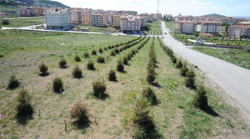 Altındağ&rsquo;a Bir Ayda 5 Bin Ağa&ccedil;