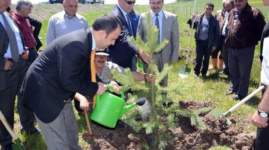 Sarıkamış -kars Karayolu Kenarları Ağa&ccedil;landırılıyor