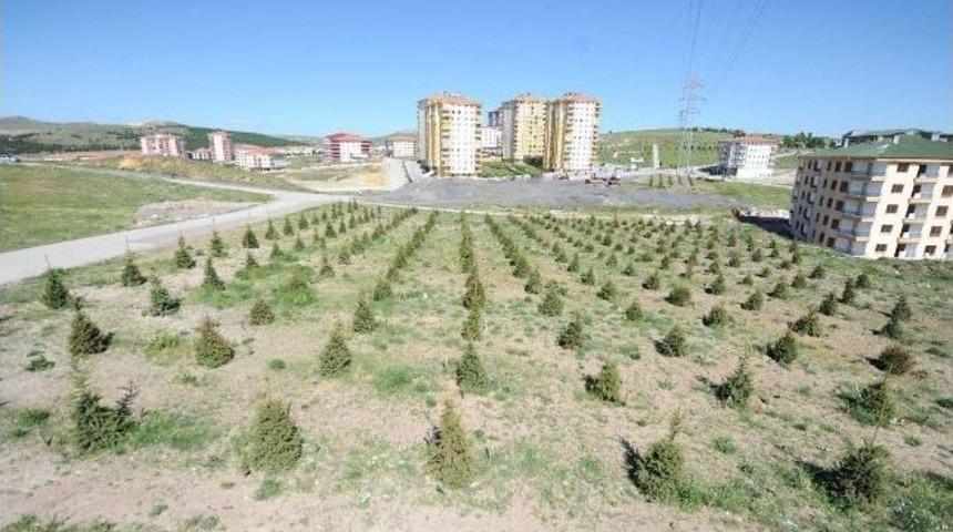 Altındağ&rsquo;da Bir Ayda 5 Bin Ağa&ccedil; Dikildi