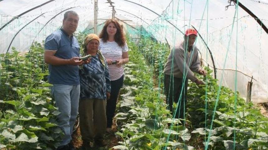 &Ouml;rt&uuml; Altı Turfanda Salatalık Pazarda Yerini Aldı